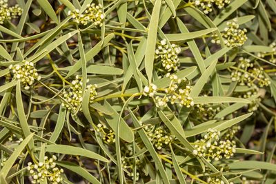 Santalum acuminatum, photographed by T. Hammer