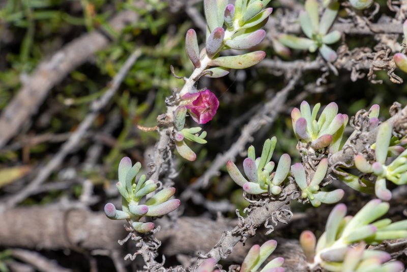 Maireana erioclada, photographed by T. Hammer