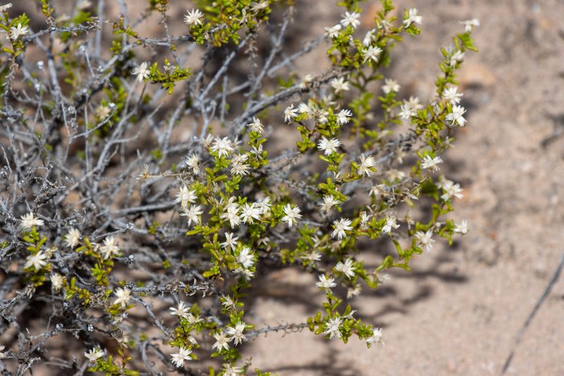Kippistia suaedifolia, photographed by T. Hammer