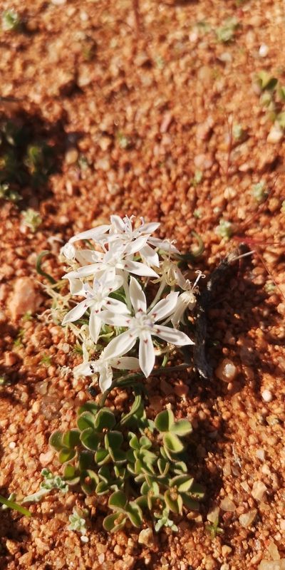 Lapeirousia plicata, photographed by leandra-k_89