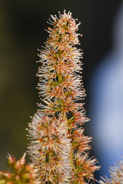Weinmannia burserifolia, photographed by Trevor Van Loon