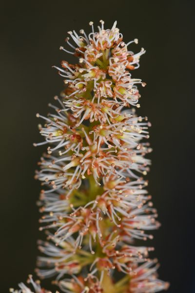 Weinmannia burserifolia, photographed by Trevor Van Loon