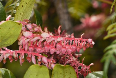 Gaultheria erecta, photographed by Trevor Van Loon