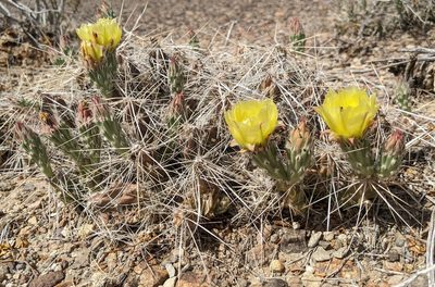 Grusonia aggeria, photographed by Alison Northup