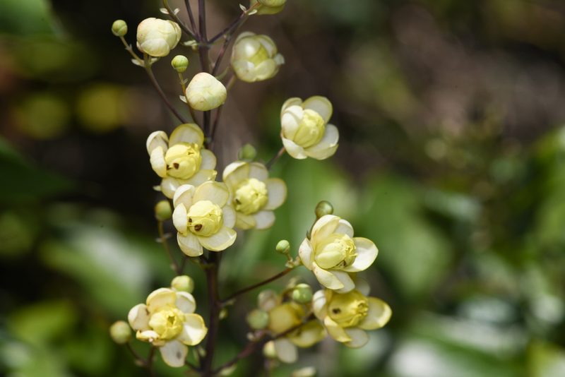 Berberis hemsleyi, photographed by Trevor Van Loon