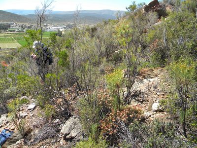 Crassula rupestris, photographed by Tim Kirsten