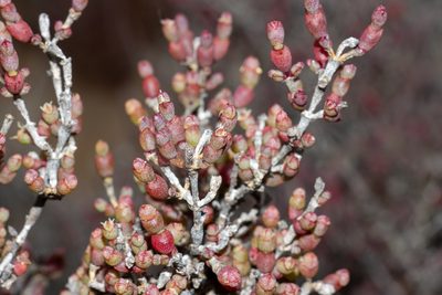 Tecticornia moniliformis, photographed by T. Hammer