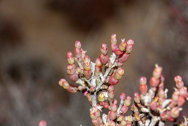 Tecticornia moniliformis, photographed by T. Hammer