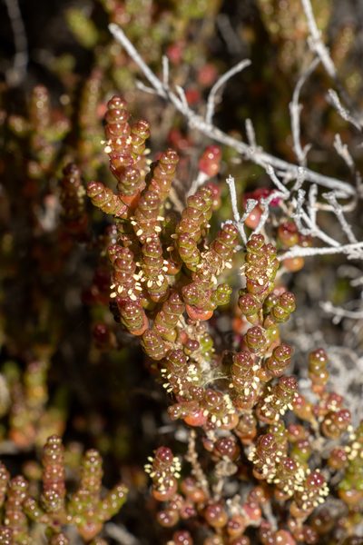 Tecticornia halocnemoides, photographed by T. Hammer