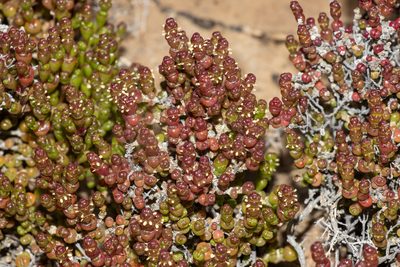 Tecticornia halocnemoides, photographed by T. Hammer