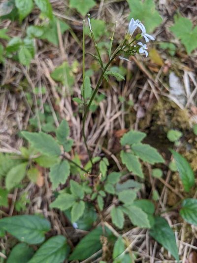 Cardamine fulcrata, photographed by Trevor Van Loon