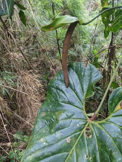 Anthurium concinnatum, photographed by Trevor Van Loon