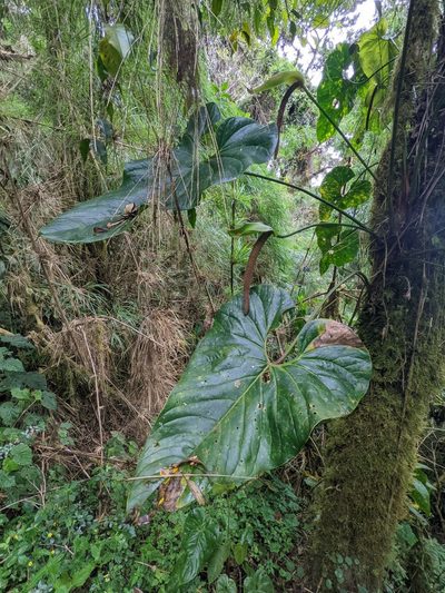 Anthurium concinnatum, photographed by Trevor Van Loon