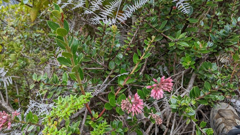 Vaccinium talamancense, photographed by Trevor Van Loon