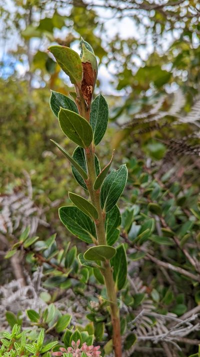 Vaccinium talamancense, photographed by Trevor Van Loon
