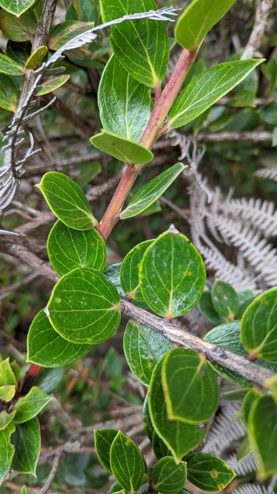 Vaccinium talamancense, photographed by Trevor Van Loon