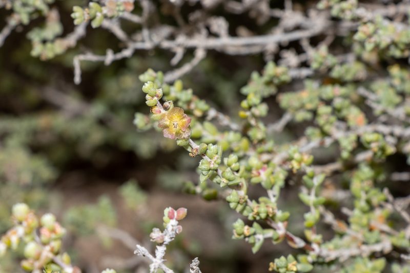 Maireana oppositifolia, photographed by T. Hammer