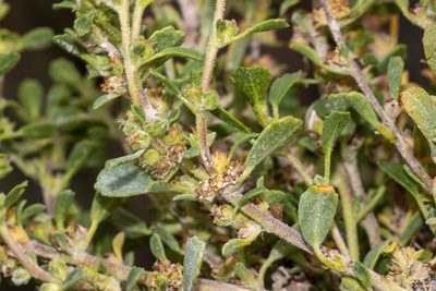 Lawrencia glomerata, photographed by T. Hammer