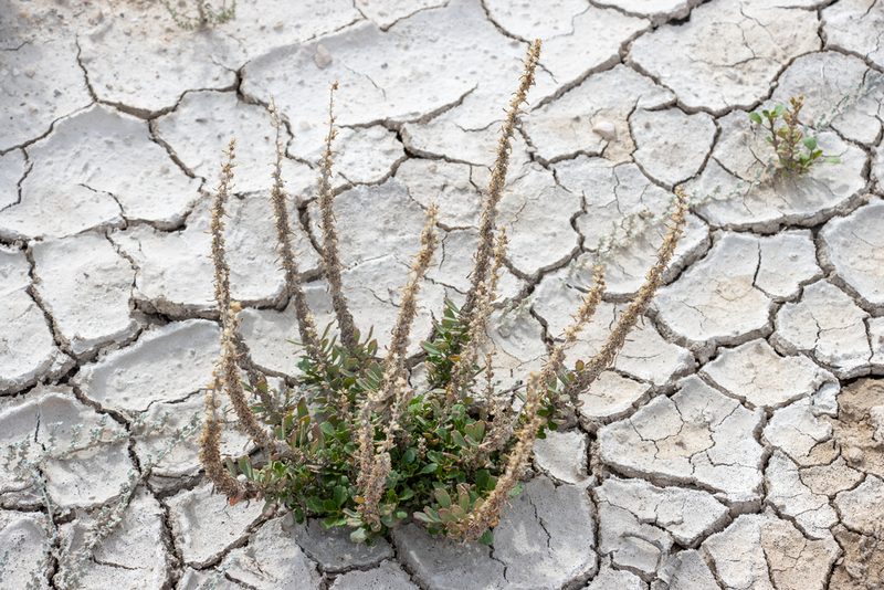 Lawrencia glomerata, photographed by T. Hammer