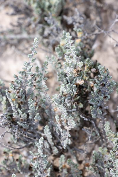 Wilsonia humilis, photographed by T. Hammer