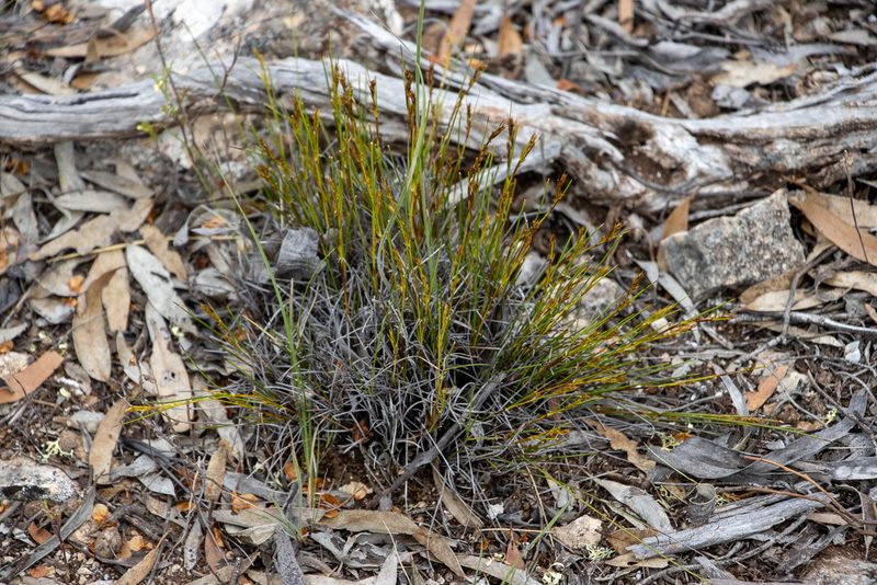 Gahnia lanigera, photographed by T. Hammer