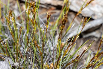 Gahnia lanigera, photographed by T. Hammer