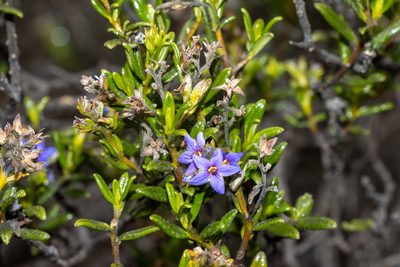 Halgania andromedifolia, photographed by T. Hammer