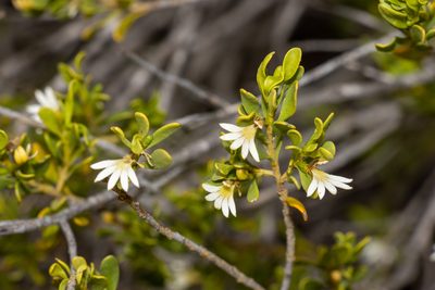 Scaevola bursariifolia, photographed by T. Hammer