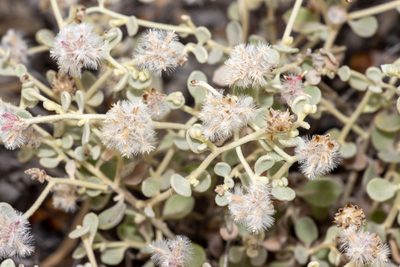 Ptilotus obovatus, photographed by T. Hammer