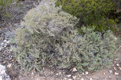 Tecticornia pterygosperma, photographed by T. Hammer