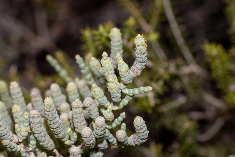 Tecticornia pterygosperma, photographed by T. Hammer