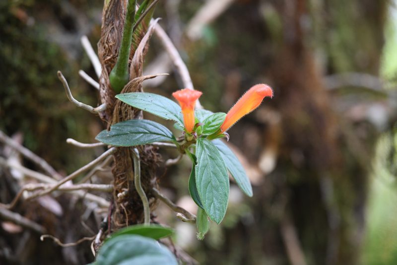 Columnea magnifica, photographed by Trevor Van Loon