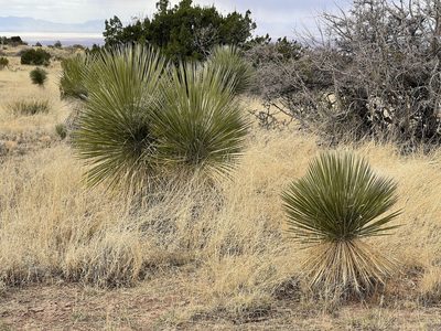 Yucca elata, photographed by CK2AZ