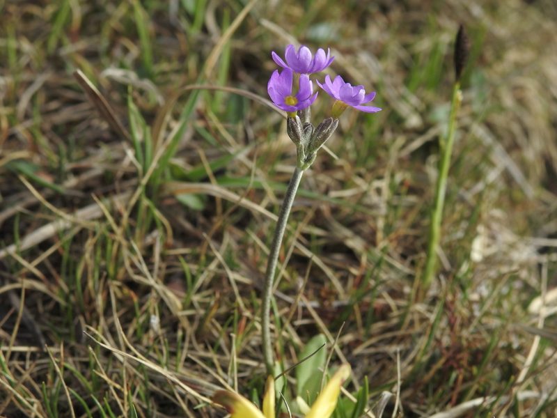 Primula scandinavica, photographed by Wouter Koch