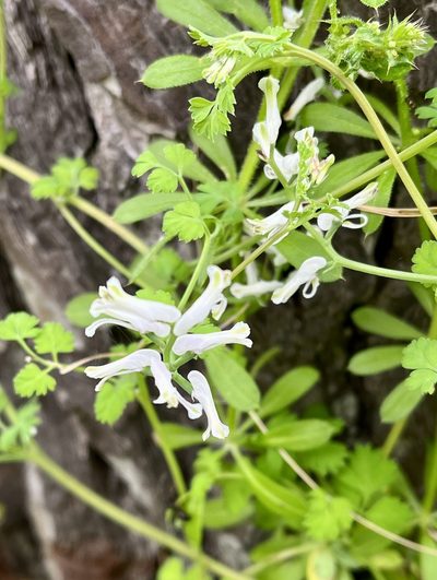 Fumaria macrocarpa, photographed by Bob Walker