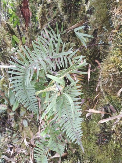 Serpocaulon crystalloneuron, photographed by Alfredo F. Fuentes Claros