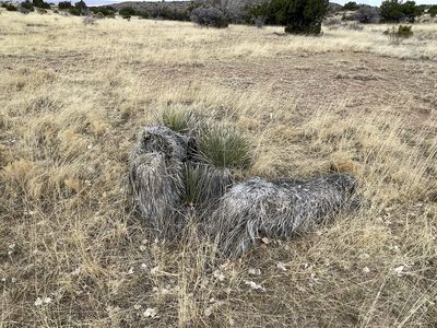 Yucca elata, photographed by CK2AZ