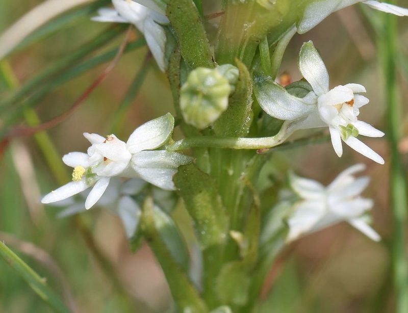 Habenaria dives, photographed by Alan Manson