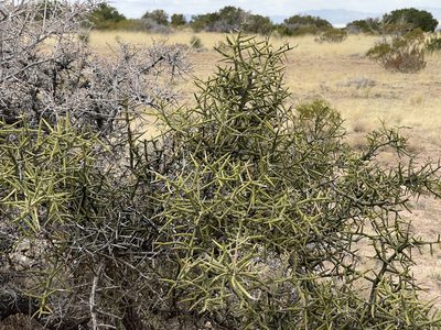 Koeberlinia spinosa, photographed by CK2AZ