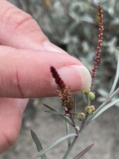 Stillingia linearifolia, photographed by Sula Vanderplank