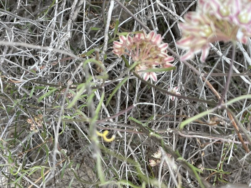 Funastrum arenarium, photographed by Sula Vanderplank