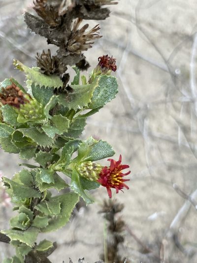 Hazardia berberidis, photographed by Sula Vanderplank