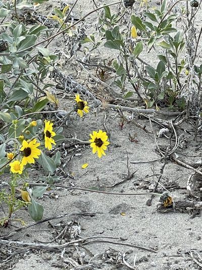 Helianthus niveus, photographed by Sula Vanderplank
