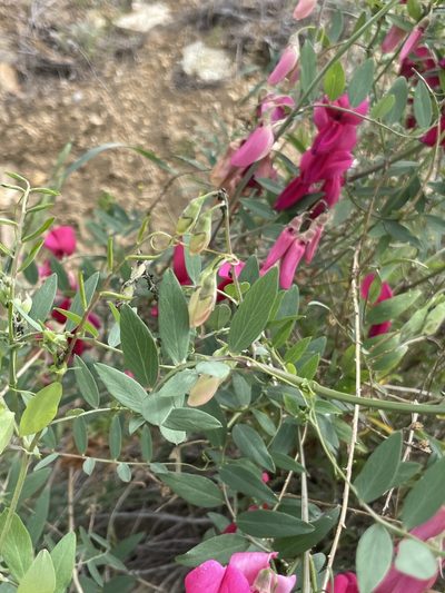 Lathyrus splendens, photographed by Sula Vanderplank
