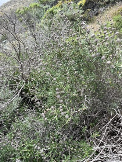 Salvia brandegeei, photographed by Sula Vanderplank