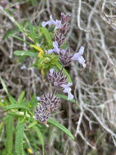 Salvia brandegeei, photographed by Sula Vanderplank