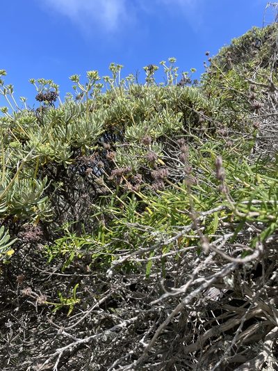 Salvia brandegeei, photographed by Sula Vanderplank
