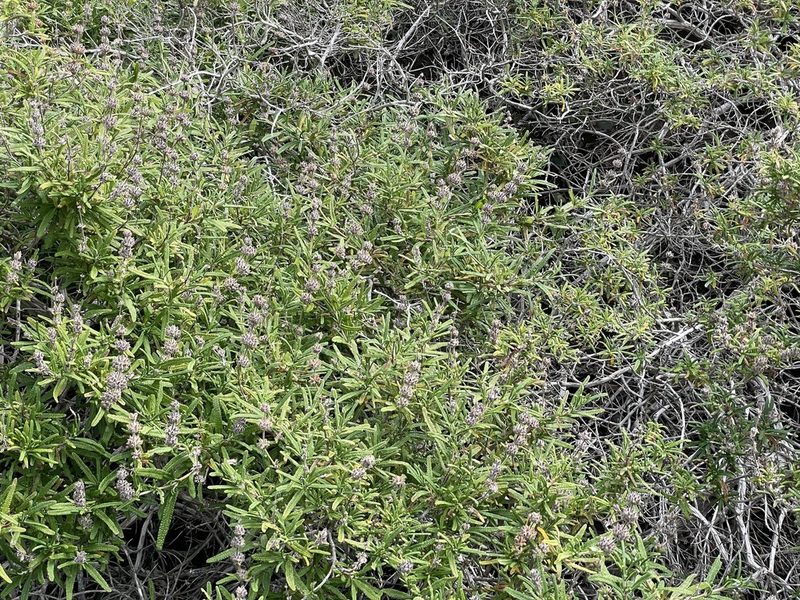 Salvia brandegeei, photographed by Sula Vanderplank