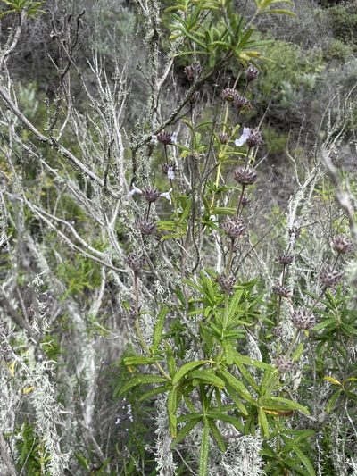 Salvia brandegeei, photographed by Sula Vanderplank