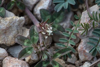 Trifolium scabrum, photographed by Tim Johnson